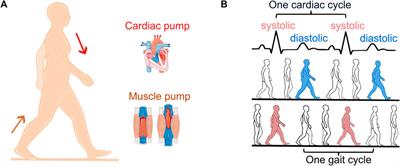 Evidence of spontaneous cardiac-locomotor coupling during daily activities in healthy adults